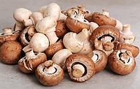 Fungus. Mushrooms on the table [IBR124724860]