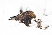 Golden eagle (Aquila chrysaetos) Austria [IBR124748849]