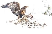 Golden eagle (Aquila chrysaetos) Austria [IBR124748850]