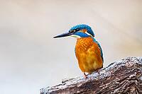 Kingfisher (Alcedo atthis) ml Germany [IBR124748851]