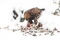 Golden eagle (Aquila chrysaetos) Austria [IBR124748852]