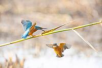 Kingfisher (Alcedo atthis) ml Germany [IBR124748853]