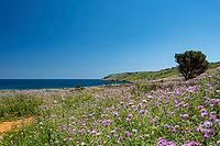 Landscape in Apulia with blooming wildflowers in spring on the Adriatic coast south of Otranto, Italy [IBR124748895]
