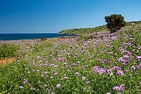 Landscape in Apulia with blooming wildflowers in spring on the Adriatic coast south of Otranto, Italy [IBR124748897]