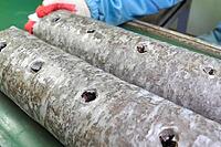 Preparation, of mushroom briquettes for use - perforation and laying of mushroom mycelium [IBR124748908]