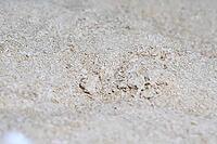Dried powder with fertilizer for growing mushrooms on the farm. raw materials for the mushroom industry [IBR124748910]