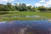 Shallow pond water with red soil, aquatic plants, and cloud reflections [IBR124748929]