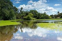 Shallow pond water with red soil, aquatic plants, and cloud reflections [IBR124748930]