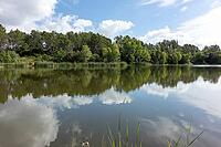 Floating plants fill the foreground under blue sky and white clouds [IBR124748931]