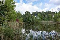 Floating plants fill the foreground under blue sky and white clouds [IBR124748932]
