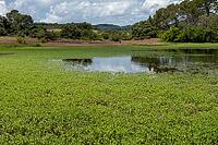 Shallow pond water with red soil, aquatic plants, and cloud reflections [IBR124748935]