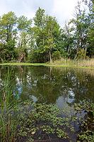 Floating plants fill the foreground under blue sky and white clouds [IBR124748938]