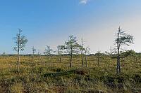 Bog landscape at Valkmusa National Park in summer, Pyhtää, Finland [IBR124748942]