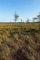 Bog landscape at Valkmusa National Park in summer, Pyhtää, Finland [IBR124748943]