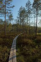 Wooden hiking trail at Valkmusa National Park in summer, Pyhtää, Finland [IBR124748944]