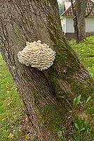 Close-up view of limacodon septentrionalis, commonly known as the northern tooth fungus or the white rot fungus that causes rot on a tree trunk in summer, Hakunila, Vantaa, Finland [IBR124748945]