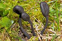 Black earthen tongue three fruiting bodies with black stems with contrasting headparts in green meadow, Sandharlandener Heide, Bavaria, Germany [IBR124748946]