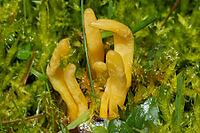 Beautiful meadow leg fruiting body a few yellow twisted branches next to each other in green meadow, Buchhofen, Bavaria, Germany [IBR124748947]