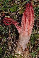 Squid mushroom fruiting body with red octopus-like arms in green meadow, Sandharlandener Heide, Bavaria, Germany [IBR124748948]