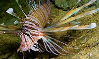 Devil Firefish, Common Lionfish, Pterois miles, Red Sea, Egypt [IBR124794748]