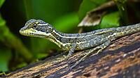 Common Basilisk, Basiliscus basiliscus, Tropical Rainforest, Boca Tapada, Alajuela Province, Costa Rica, America [IBR124794749]