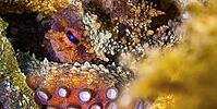 Common Octopus, Octopus vulgaris, Cabo Cope-Puntas del Calnegre Natural Park, Mediterranean Sea, Murcia, Spain [IBR124794750]