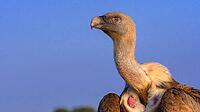Eurasian Griffon Vulture, Gyps fulvus, Agricultural Fields, Castilla y Leon, Spain [IBR124794751]