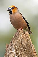 Hawfinch, Coccothraustes occothraustes, Mediterranean Forest, Castilla y Leon, Spain [IBR124794752]