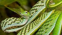 Green Vine Snake, Long-nosed Whip Snake, Ahaetulla nasuta, Sinharaja National Park Rain Forest, Sinharaja Forest Reserve, World Heritage Site, UNESCO, Biosphere Reserve, National Wilderness Area, Sri Lanka, Asia [IBR124794753]