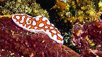 Sea Slug, Nudibranch, Reef Building Corals, Coral Reef, Lembeh, North Sulawesi, Indonesia, Asia [IBR124794754]