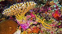 Hard Coral, Reef Building Corals, Coral Reef, South Ari Atoll, Maldives, Indian Ocean, Asia [IBR124794755]