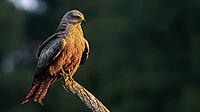 Black Kite, Milvus migrans, Agricultural Fields, Castilla y Leon, Spain [IBR124794756]