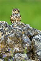 Little Owl, Athene noctua, Mediterranean Forest, Castilla y Leon, Spain [IBR124794757]