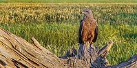 Black Kite, Milvus migrans, Agricultural Fields, Castilla y Leon, Spain [IBR124794759]