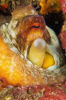 Common octopus, Octopus vulgaris, Cabo Cope-Puntas del Calnegre Natural Park, Mediterranean Sea, Murcia, Region de Murcia, Spain [IBR124794763]