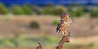Little Owl, Athene noctua, Mediterranean Forest, Castilla y Leon, Spain [IBR124794764]