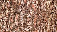 Weathered Wood Textured Abstract Background Design [IBR124794768]