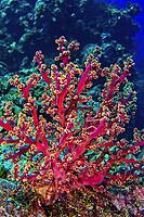 Multi-branched Coral Trees, Soft Coral, Reef Building Corals, Coral Reef, Bunaken National Marine Park, Bunaken, North Sulawesi, Indonesia, Asia [IBR124794771]