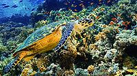 Green Turtle, Chelonia mydas, Coral Reef, Red Sea, Egypt [IBR124794773]