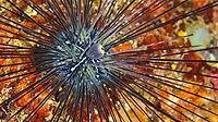 Savigny´s Longspine Sea Urchin, Diadema savignyi, Reef Building Corals, Coral Reef, Lembeh, North Sulawesi, Indonesia, Asia [IBR124794776]
