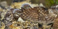 Little Owl, Athene noctua, Mediterranean Forest, Castilla y Leon, Spain [IBR124794777]