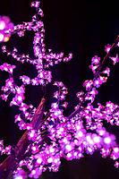 The beauty of tree branches iluminated by Christmas lights decorating the streets of Agueda Portugal [IBR124817853]