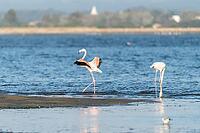 Flamingos on the banks of the Ria de Aveiro delta, Portugal [IBR124817860]