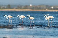 Flamingos on the banks of the Ria de Aveiro delta, Portugal [IBR124817861]