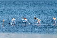 Flamingos on the banks of the Ria de Aveiro delta, Portugal [IBR124817862]