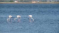 Flamingos on the banks of the Ria de Aveiro delta, Portugal [IBR124817871]