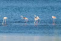 Flamingos on the banks of the Ria de Aveiro delta, Portugal [IBR124817876]
