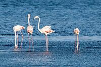 Flamingos on the banks of the Ria de Aveiro delta, Portugal [IBR124817884]