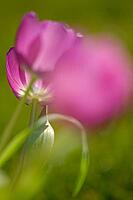 Tulips (Tulpia), Kempen, Viersen district, North Rhine-Westphalia, Germany [IBR124876446]