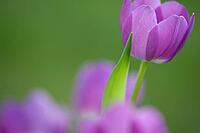Tulips (Tulpia), Kempen, Viersen district, North Rhine-Westphalia, Germany [IBR124876448]